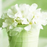 微信头像花花草草
