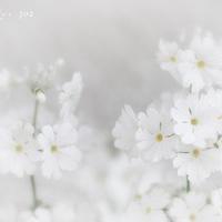 微信头像花花草草