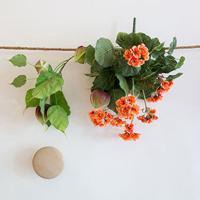 微信头像花花草草下载使用