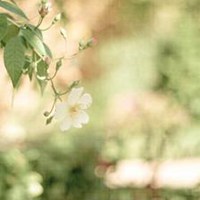 微信头像花花草草下载使用