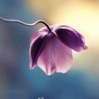 微信头像花草图下载