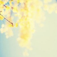 微信头像花草图下载