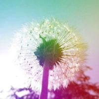 微信头像花草图下载