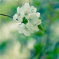 微信头像花草图下载