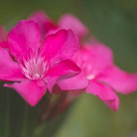 微信头像花草图下载