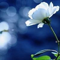 微信头像花草图