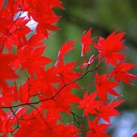 微信头像花草图片大全
