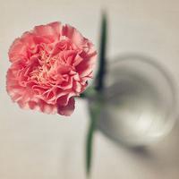 微信头像花草图片大全