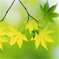 微信头像花草图片大全