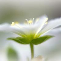 微信头像花草图片大全