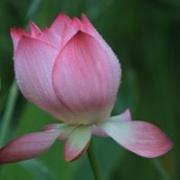 微信头像花草大全