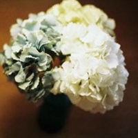 微信头像花草大全