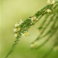 微信头像花草大全