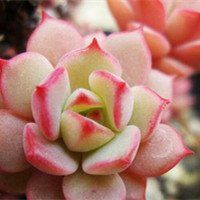 微信头像花草大全