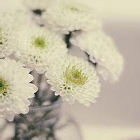 微信头像花草大全
