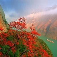 微信头像花草山水之类