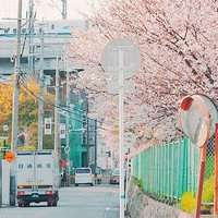 微信头像花草树下载