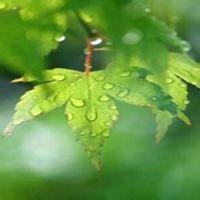 微信头像花草树下载