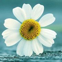 关于花草树木的微信头像图