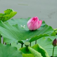 微信头像花草树木图片