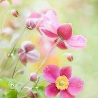 微信头像花草树木图片