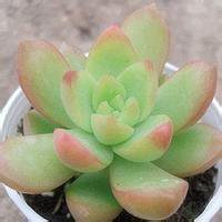 微信头像花草树木图片