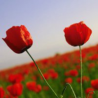 微信头像花草树木图片