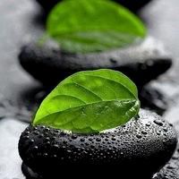 微信头像花草的图片盆景