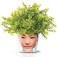 微信头像花草的图片盆景