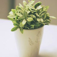 微信绿色植物头像下载