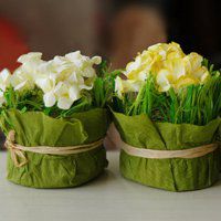 微信绿色植物头像下载