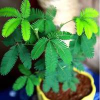 植物微信头像图片大全