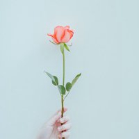 清晰玫瑰花微信头像