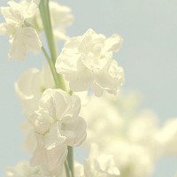 温馨花朵微信头像
