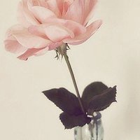 温馨花朵微信头像
