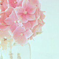 温馨花朵微信头像