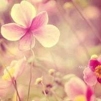 温馨花朵微信头像