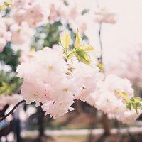 温馨花朵微信头像