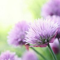 温馨花朵微信头像