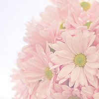 温馨花朵微信头像