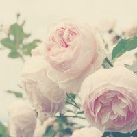 温馨花朵微信头像