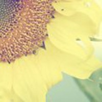 温馨花朵微信头像