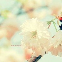 温馨花朵微信头像