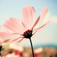 漂亮的花微信头像图片大全