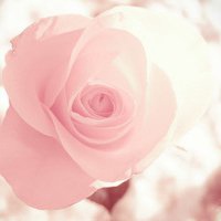 漂亮的花微信头像图片大全
