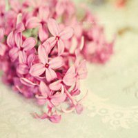 漂亮的花微信头像图片大全