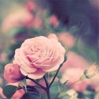 漂亮的花微信头像图片大全