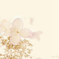 漂亮的花微信头像图片大全