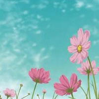 漂亮的花微信头像图片大全