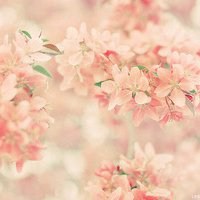 漂亮的花微信头像图片大全